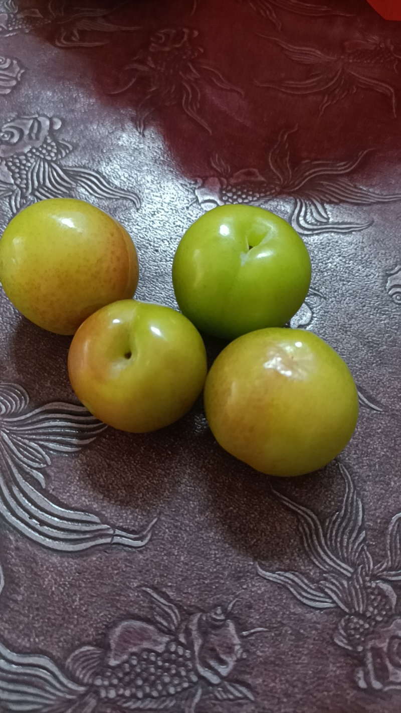 广西三月李