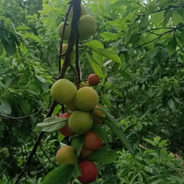 通货，新鲜水果