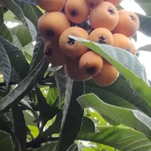 大凉山早熟枇杷