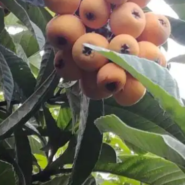 大凉山早熟枇杷