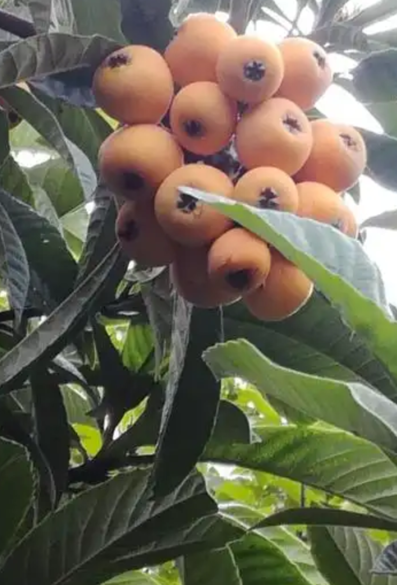 大凉山早熟枇杷