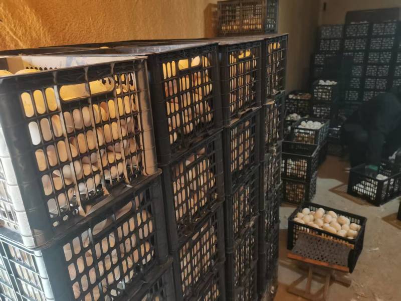纯散养鹅蛋，本合作社存栏5万只蛋鹅，为地区**的养殖基地