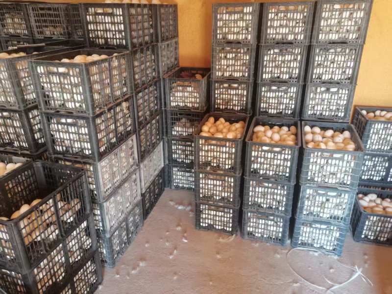 纯散养鹅蛋，本合作社存栏5万只蛋鹅，为地区**的养殖基地
