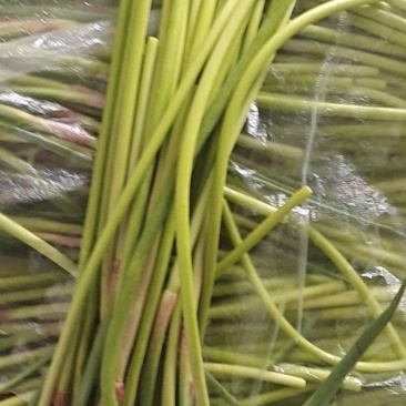 河南新乡蒜苔