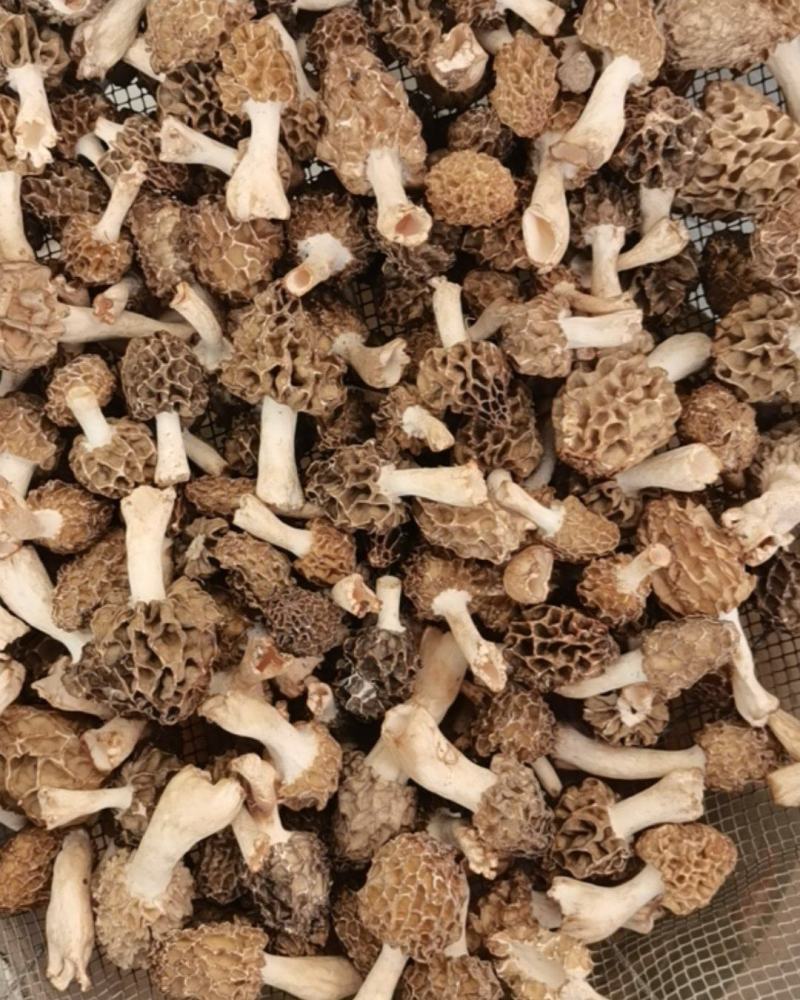 野生羊肚菌