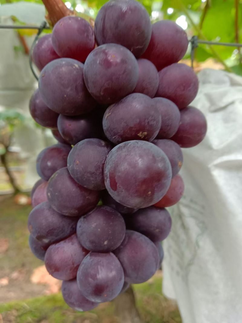 巨峰葡萄