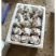 鸡腿菇