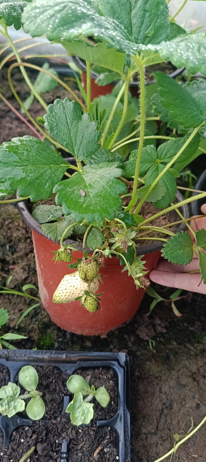 挂果草莓盆栽
