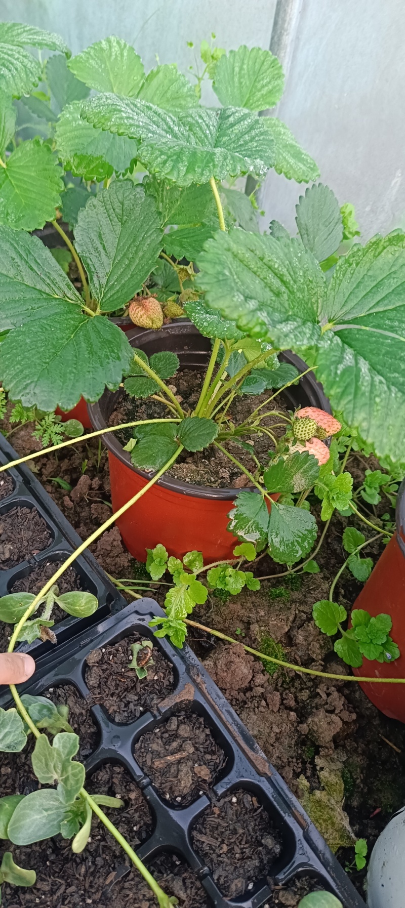挂果草莓盆栽