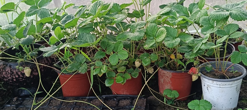 挂果草莓盆栽