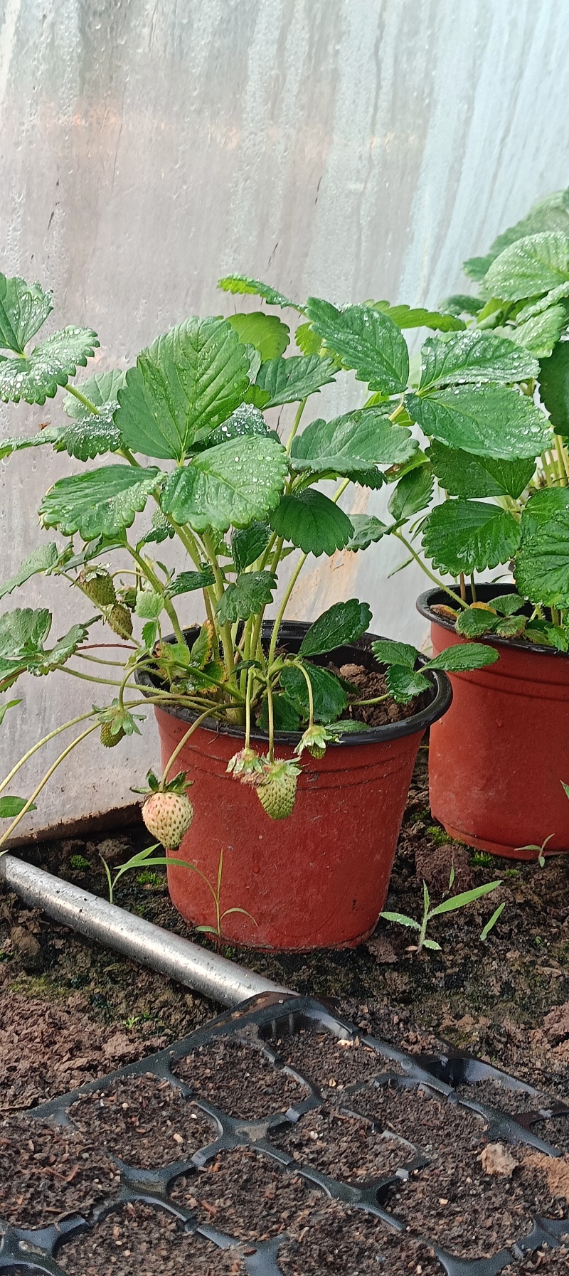 挂果草莓盆栽