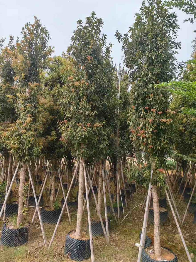 金丝楠木3-25分，基地直销，一手货源，各种规格大量低价出售
