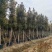金丝楠木3-25分，基地直销，一手货源，各种规格大量低价出售