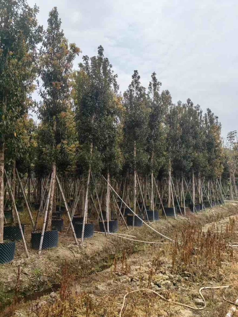 金丝楠木3-25分，基地直销，一手货源，各种规格大量低价出售