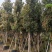 金丝楠木3-25分，基地直销，一手货源，各种规格大量低价出售