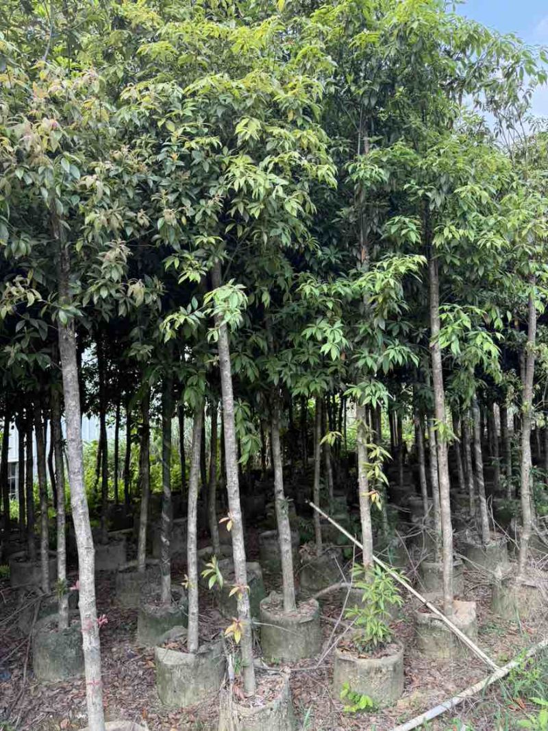 金丝楠木3-25分，基地直销，一手货源，各种规格大量低价出售