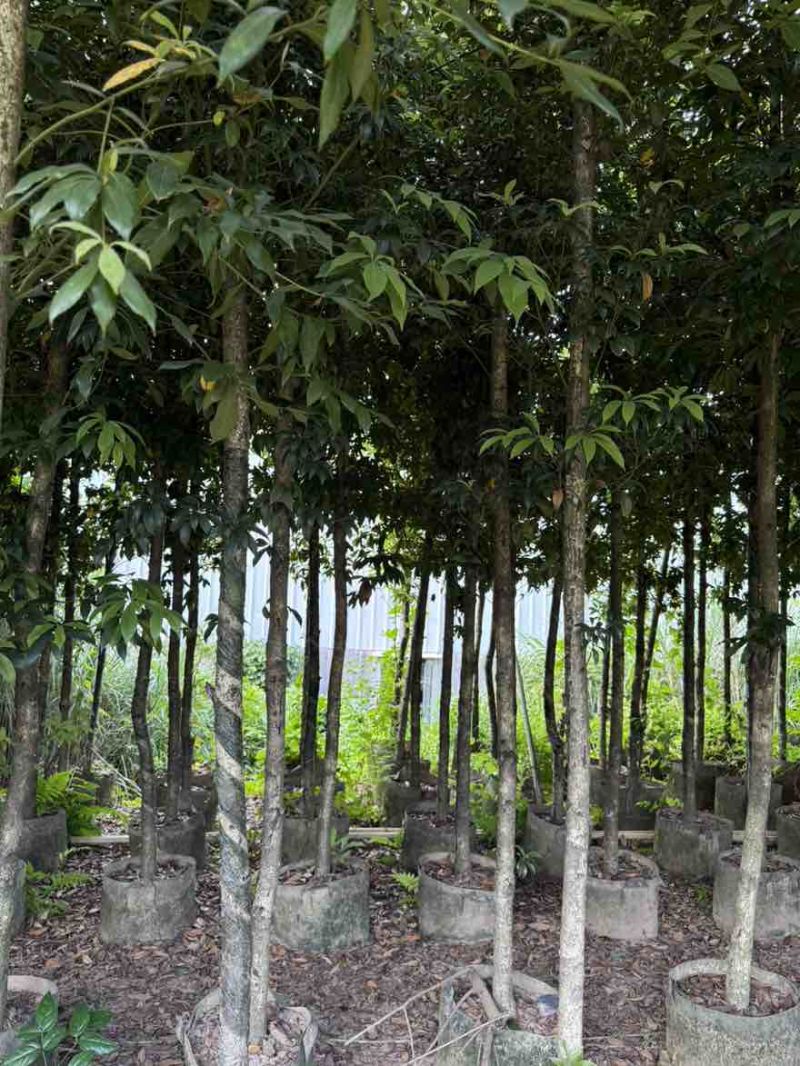 金丝楠木3-25分，基地直销，一手货源，各种规格大量低价出售