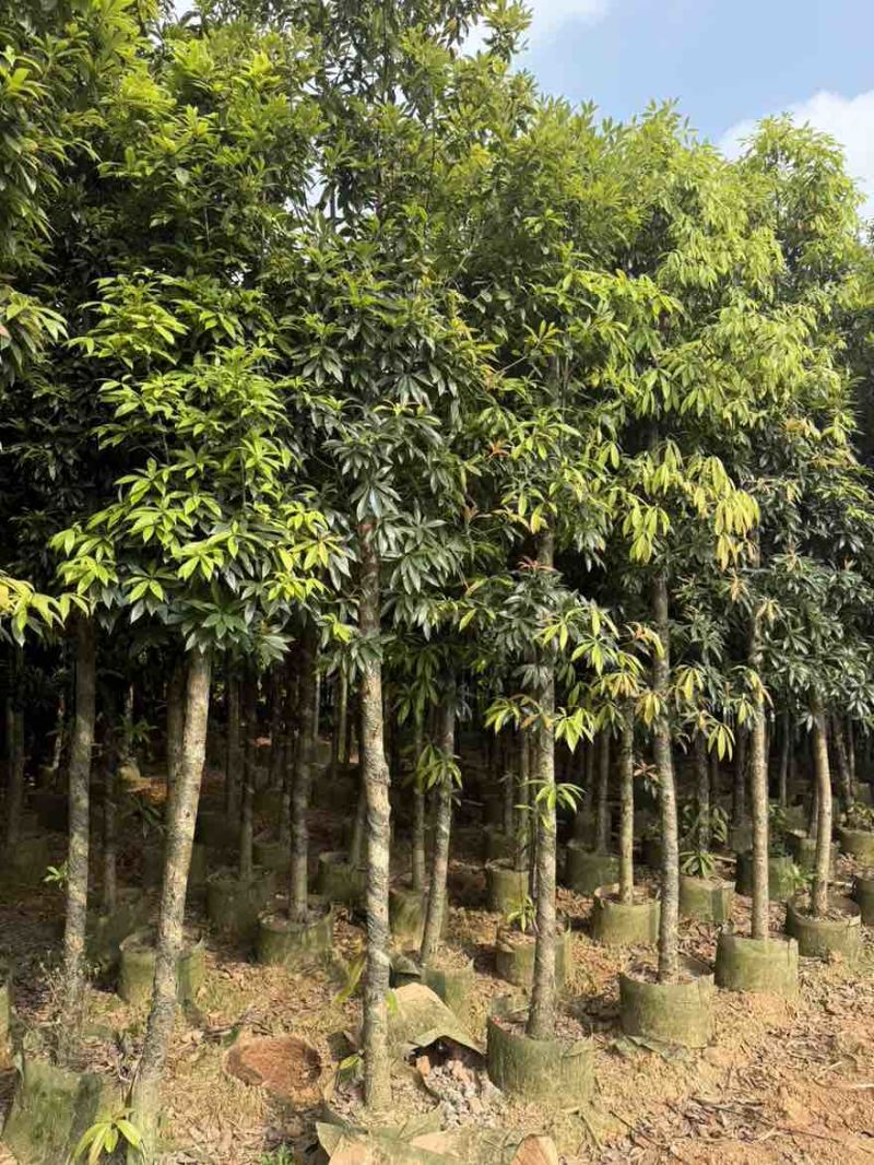 金丝楠木3-25分，基地直销，一手货源，各种规格大量低价出售