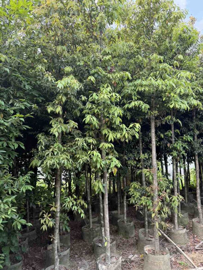 金丝楠木3-25分，基地直销，一手货源，各种规格大量低价出售