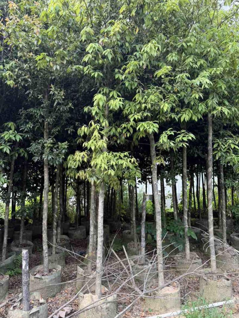 金丝楠木3-25分，基地直销，一手货源，各种规格大量低价出售