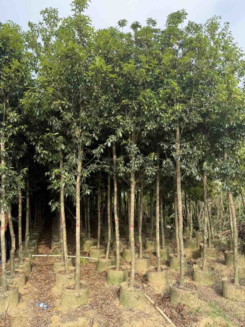 金丝楠木3-25分，基地直销，一手货源，各种规格大量低价出售