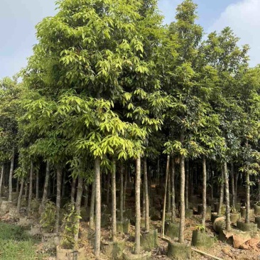 金丝楠木3-25分，基地直销，一手货源，各种规格大量低价出售