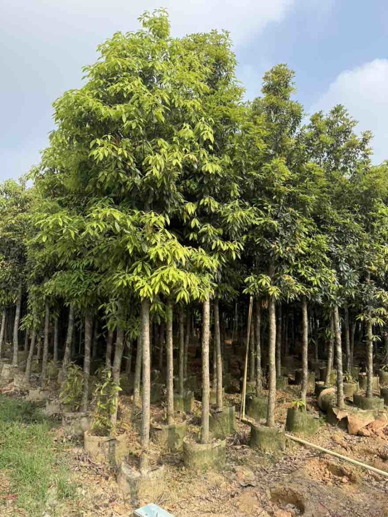 金丝楠木3-25分，基地直销，一手货源，各种规格大量低价出售