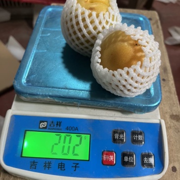 内黄金太阳大黄杏