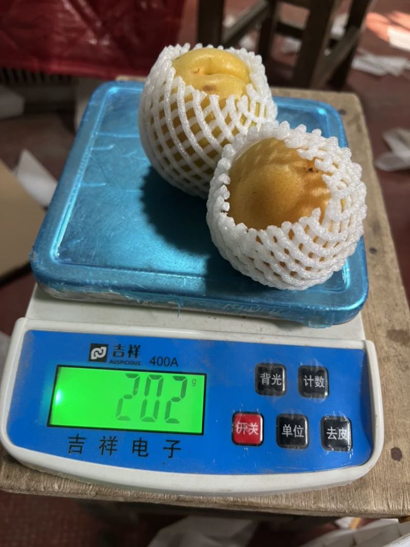 内黄金太阳大黄杏