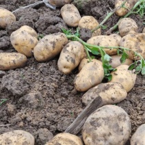 农家土豆