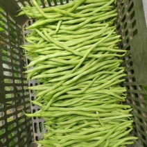 无茎豆