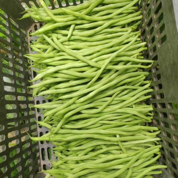 无茎豆