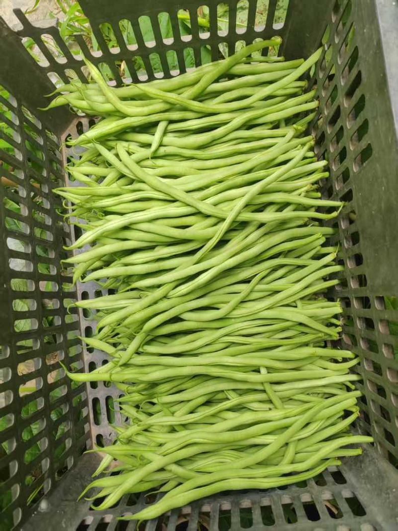 无茎豆