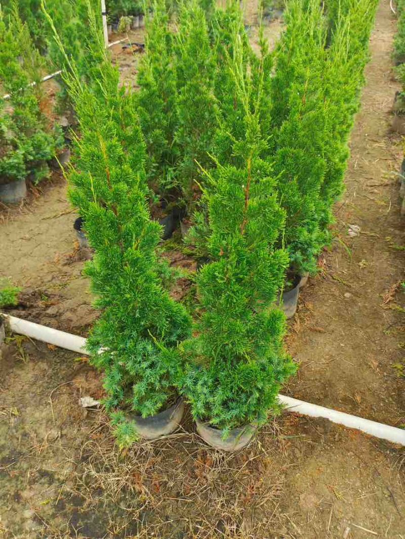 塔松20-300高，基地直销，一手货源，各种规格，大量低价出