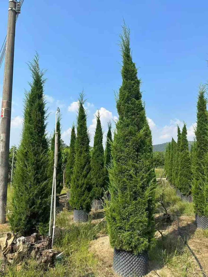 塔松20-300高，基地直销，一手货源，各种规格，大量低价出