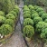 塔松20-300高，基地直销，一手货源，各种规格，大量低价出