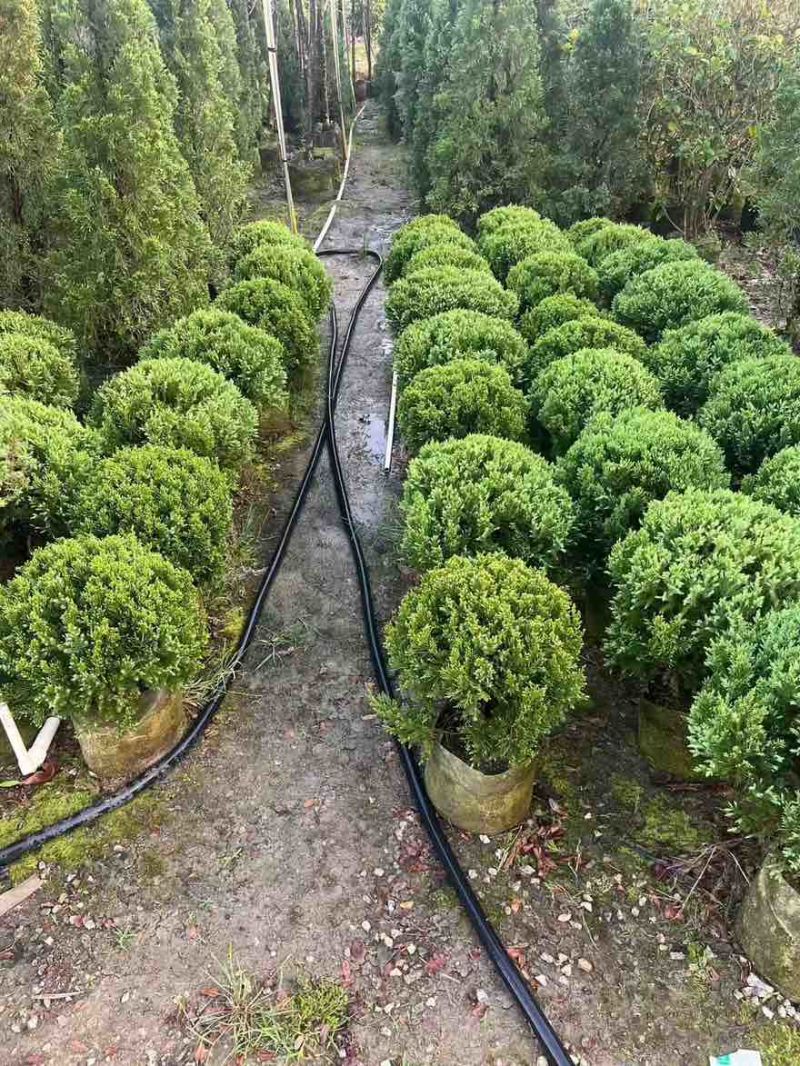 塔松20-300高，基地直销，一手货源，各种规格，大量低价出