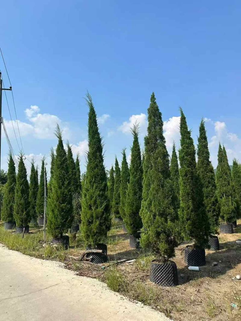 塔松20-300高，基地直销，一手货源，各种规格，大量低价出