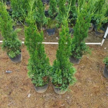 塔松20-300高，基地直销，一手货源，各种规格，大量低价出