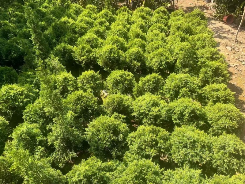 塔松20-300高，基地直销，一手货源，各种规格，大量低价出