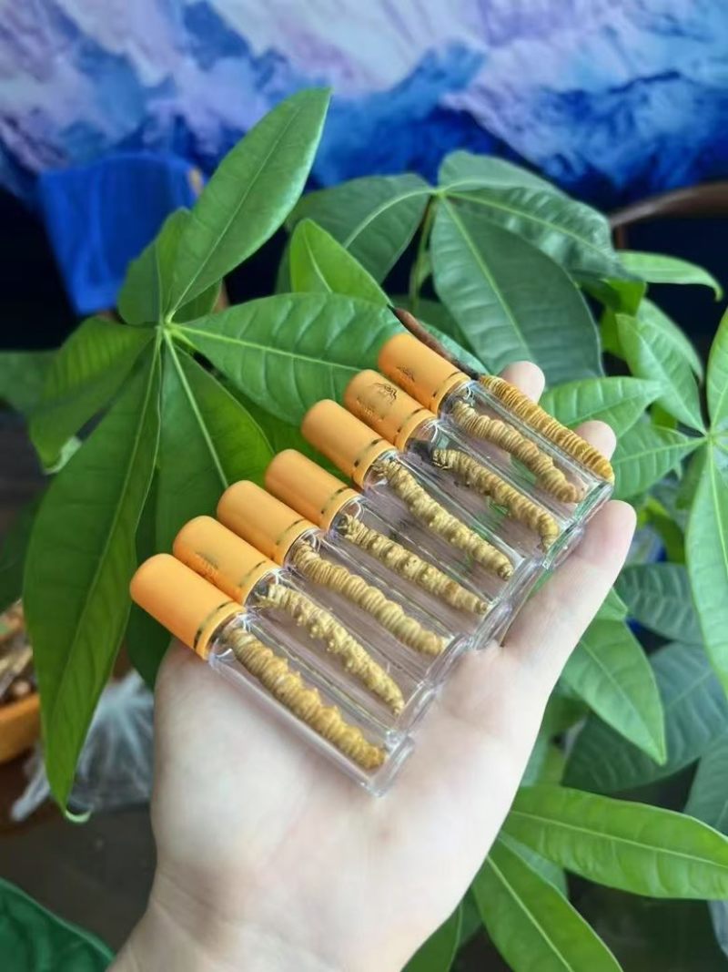 新鲜野生冬虫夏草1.0克一根