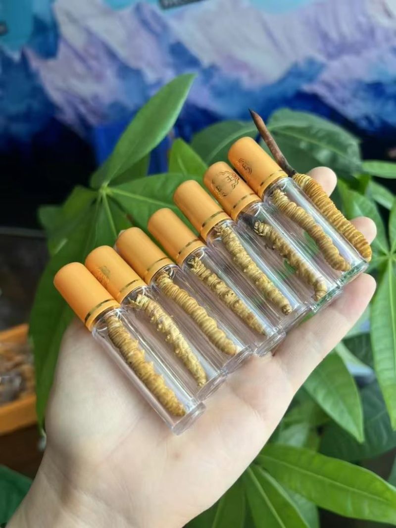 新鲜野生冬虫夏草1.0克一根
