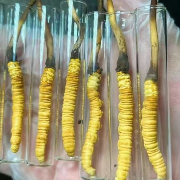 新鲜野生冬虫夏草1.0克一根