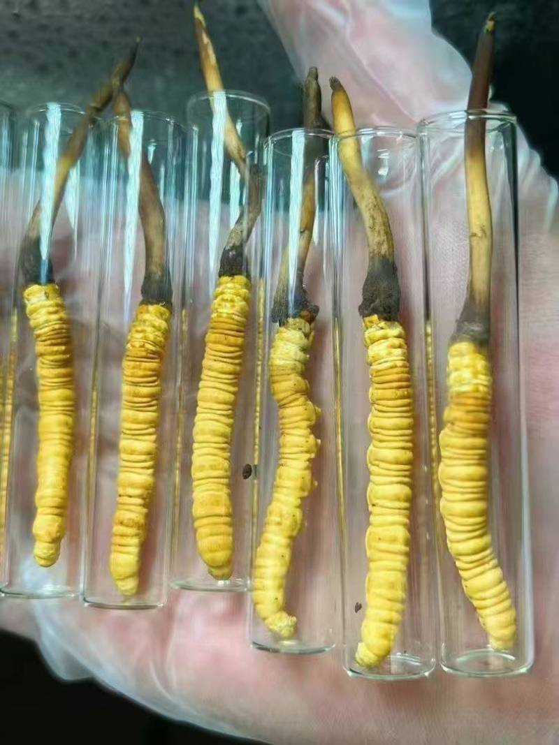 新鲜野生冬虫夏草1.0克一根
