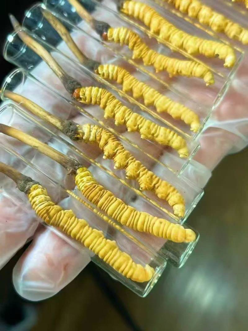 新鲜野生冬虫夏草1.0克一根