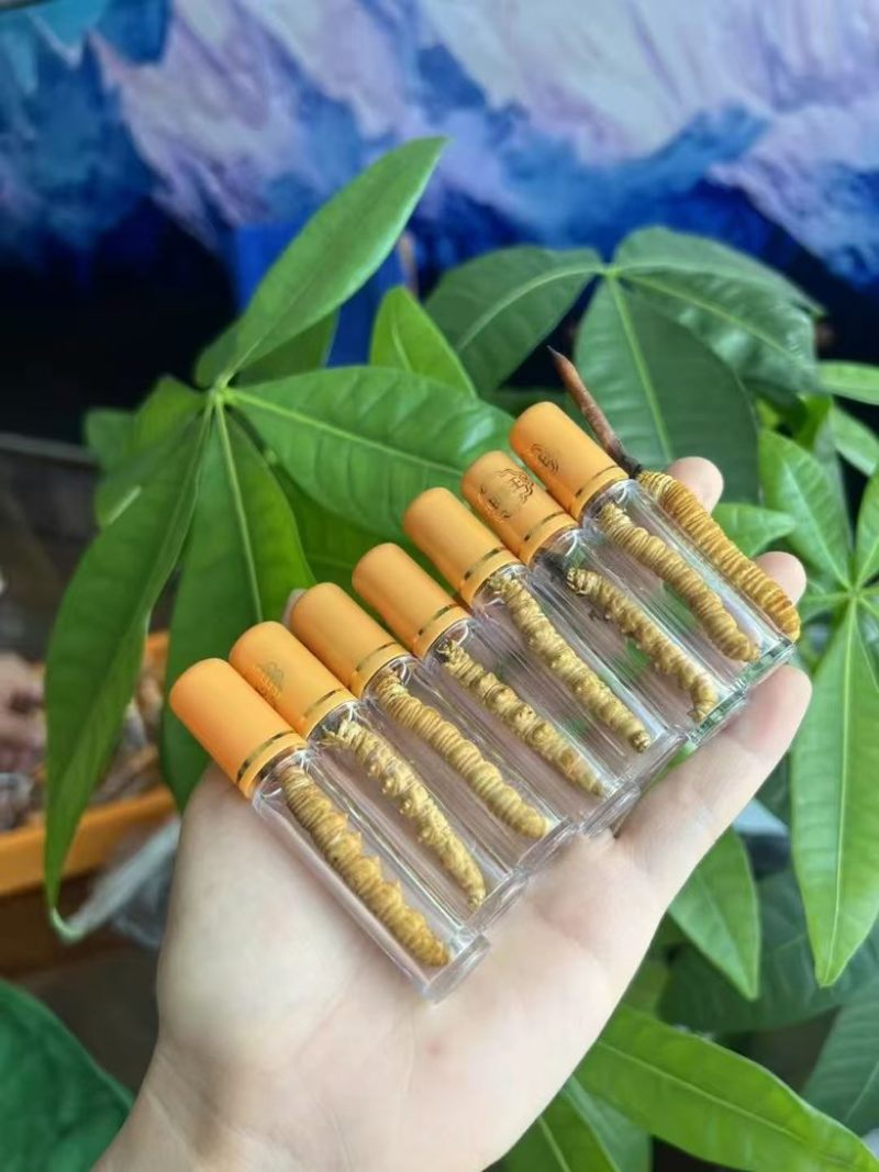 新鲜野生冬虫夏草1.0克一根