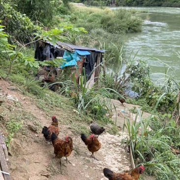 贵州乡村农家特产土鸡