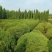 塔松球30-150高，基地直销，一手货源，各种规格，大量出售