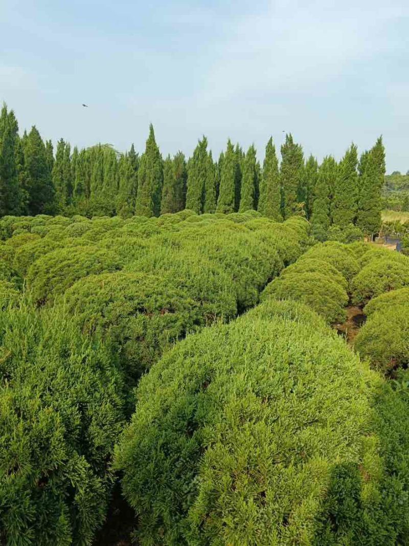 塔松球30-150高，基地直销，一手货源，各种规格，大量出售