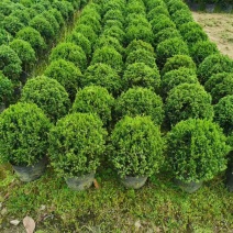 塔松球30-150高，基地直销，一手货源，各种规格，大量出售